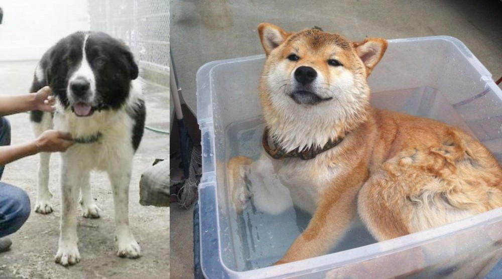 Shiba Inu vs Mucuchies - Breed Comparison