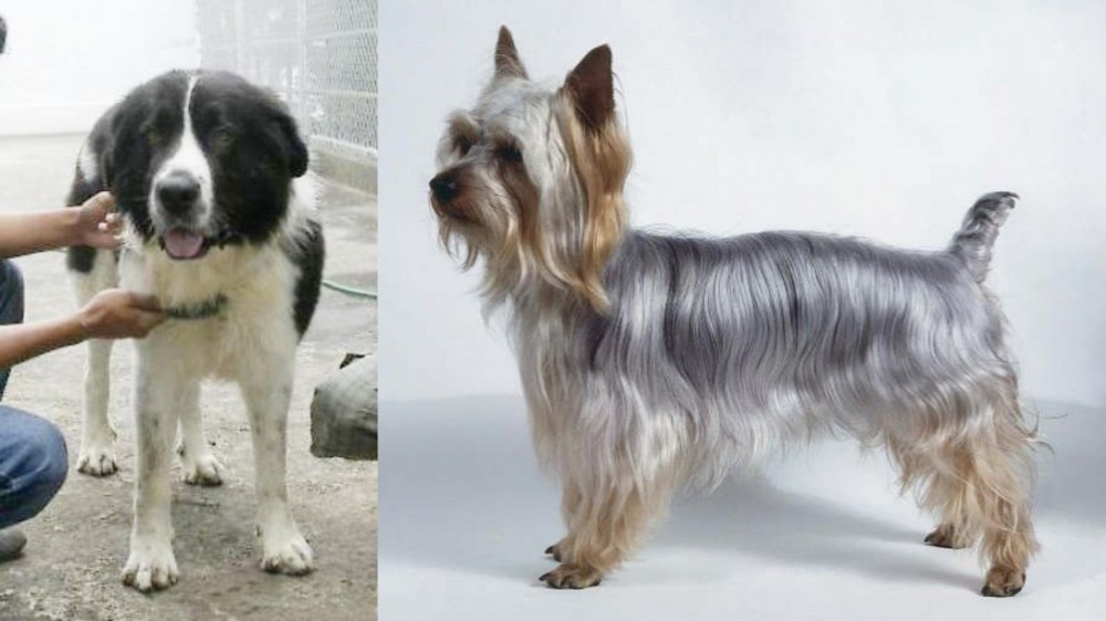 Silky Terrier vs Mucuchies - Breed Comparison