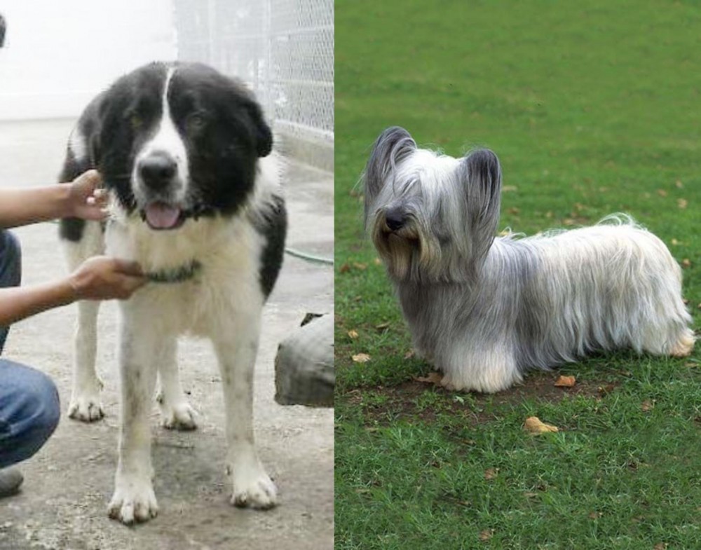 Skye Terrier vs Mucuchies - Breed Comparison