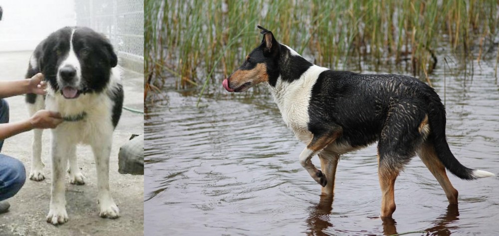 Smooth Collie vs Mucuchies - Breed Comparison