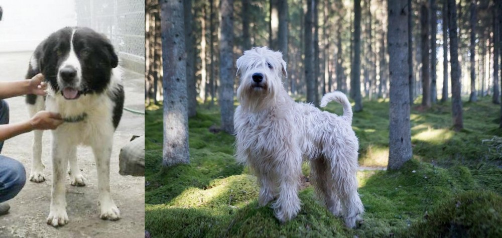 Soft-Coated Wheaten Terrier vs Mucuchies - Breed Comparison