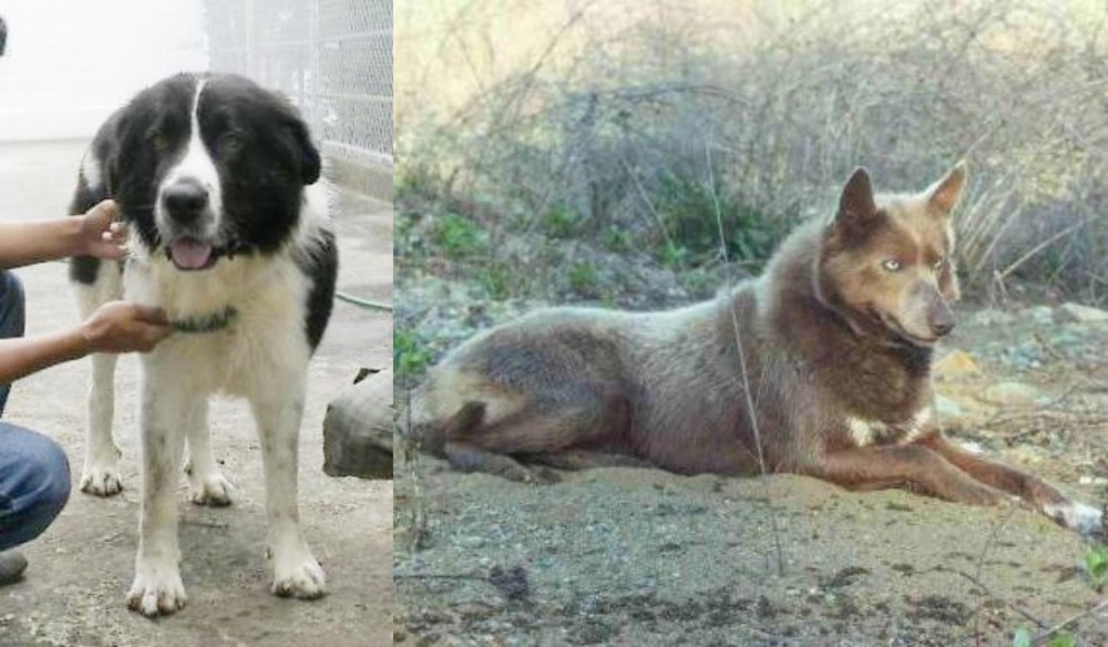 Tahltan Bear Dog vs Mucuchies - Breed Comparison