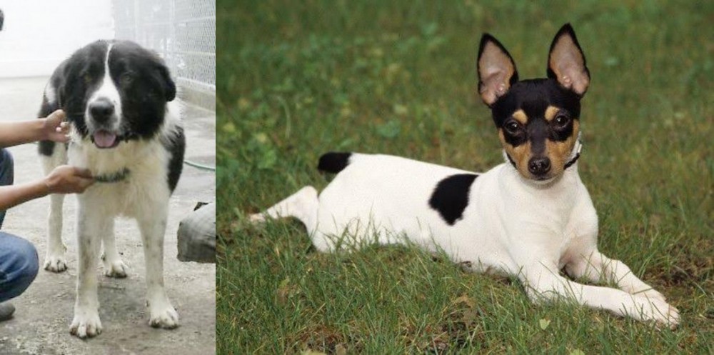 Toy Fox Terrier vs Mucuchies - Breed Comparison