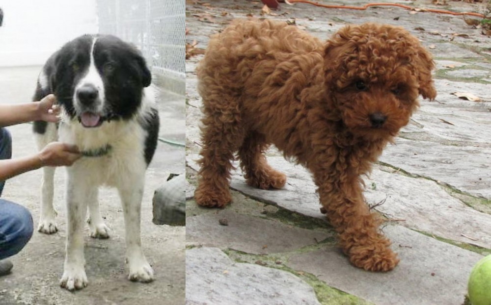 Toy Poodle vs Mucuchies - Breed Comparison