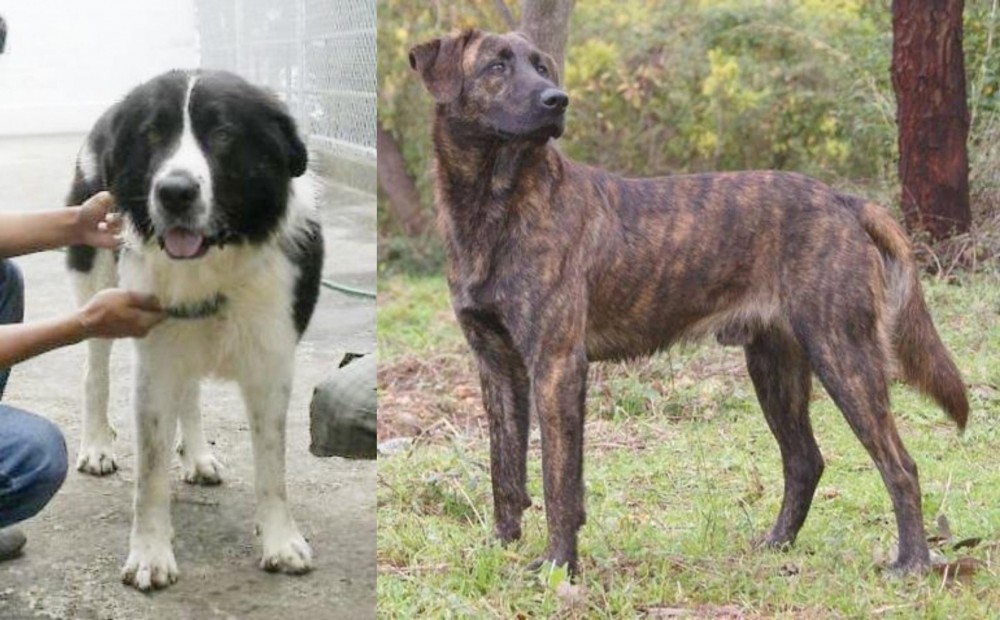Treeing Tennessee Brindle vs Mucuchies - Breed Comparison