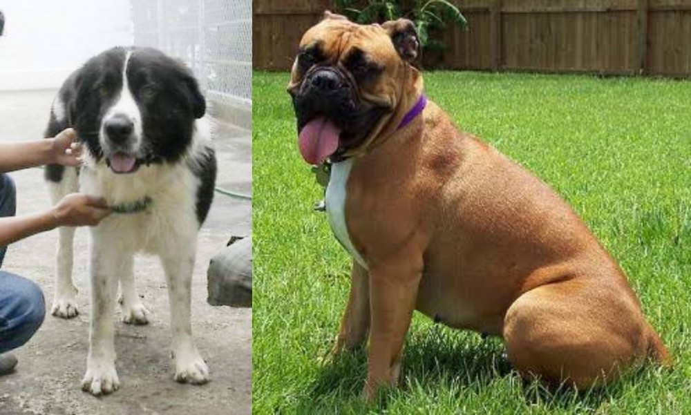 Valley Bulldog vs Mucuchies - Breed Comparison