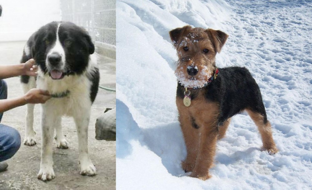 Welsh Terrier vs Mucuchies - Breed Comparison