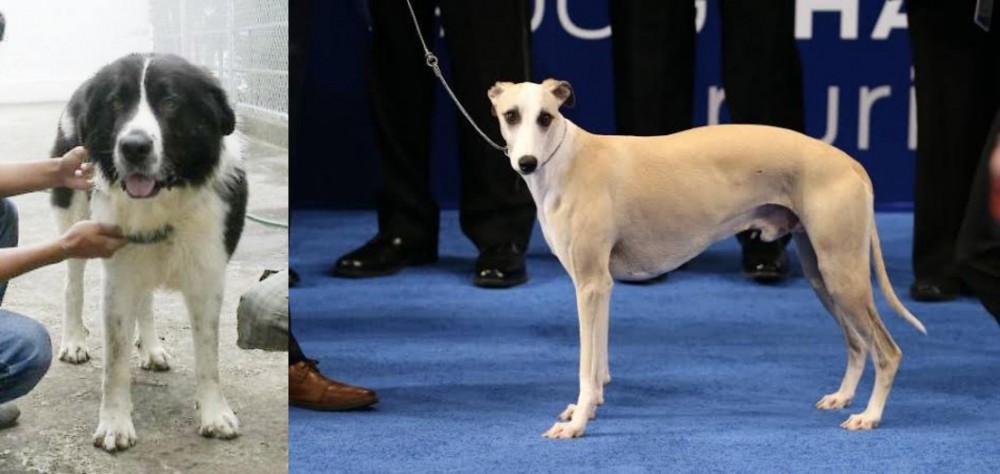 Whippet vs Mucuchies - Breed Comparison