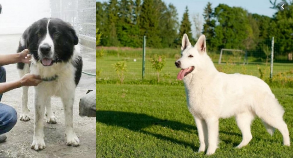 White Shepherd vs Mucuchies - Breed Comparison