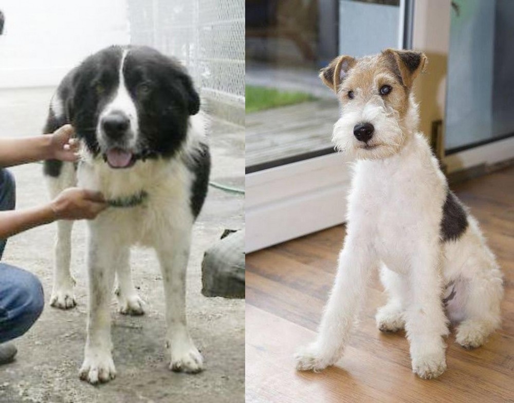 Wire Fox Terrier vs Mucuchies - Breed Comparison