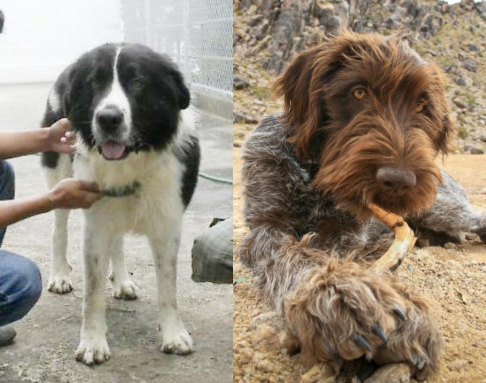 Wirehaired Pointing Griffon vs Mucuchies - Breed Comparison