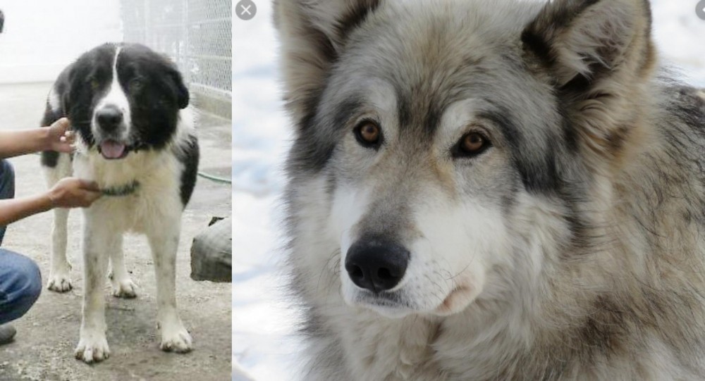 Wolfdog vs Mucuchies - Breed Comparison