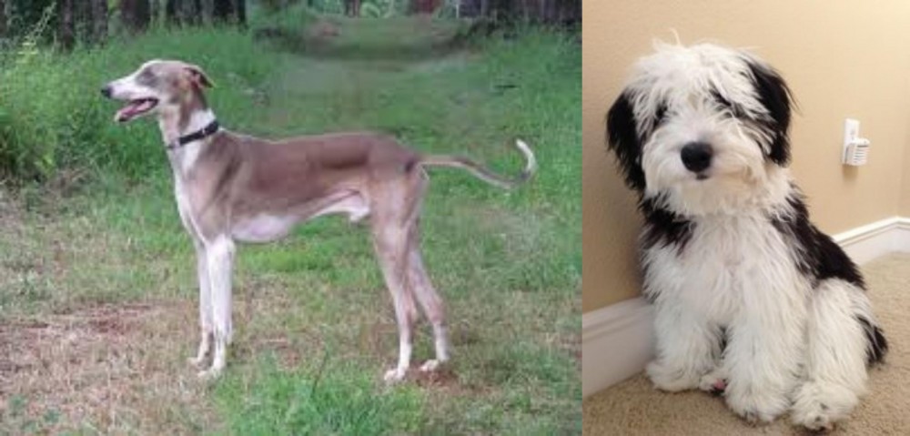 Mini Sheepadoodles vs Mudhol Hound - Breed Comparison