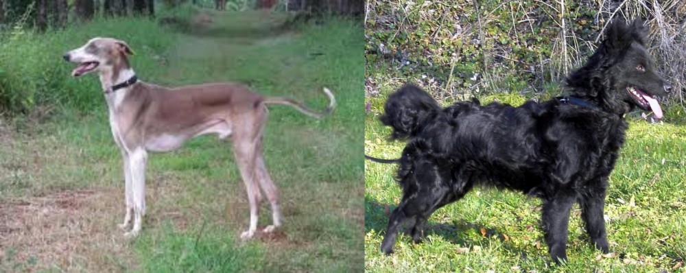 Mudi vs Mudhol Hound - Breed Comparison