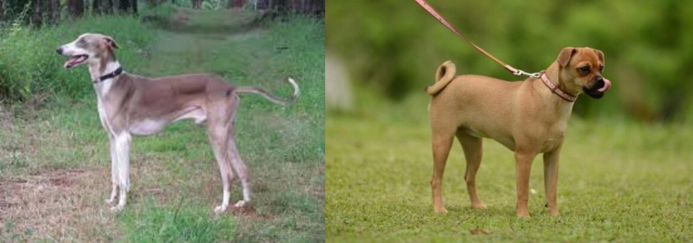 Muggin vs Mudhol Hound - Breed Comparison