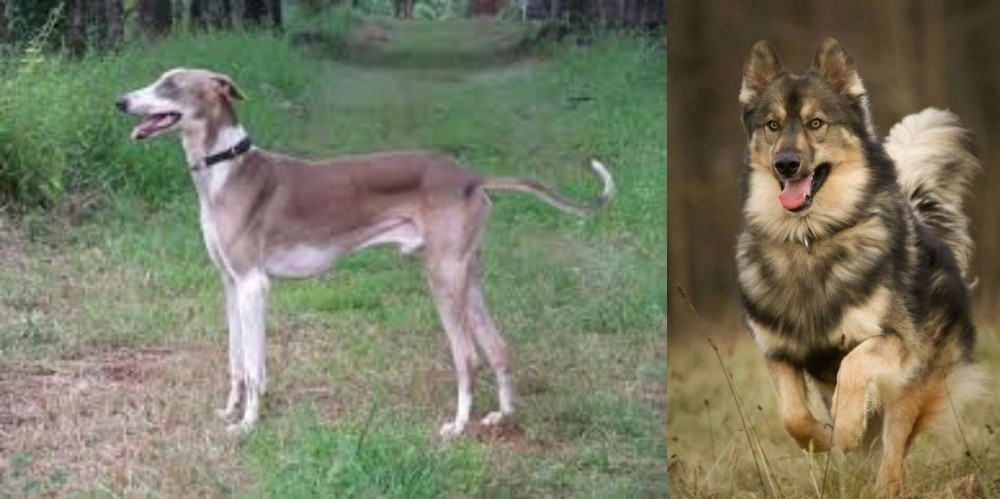 Native American Indian Dog vs Mudhol Hound - Breed Comparison
