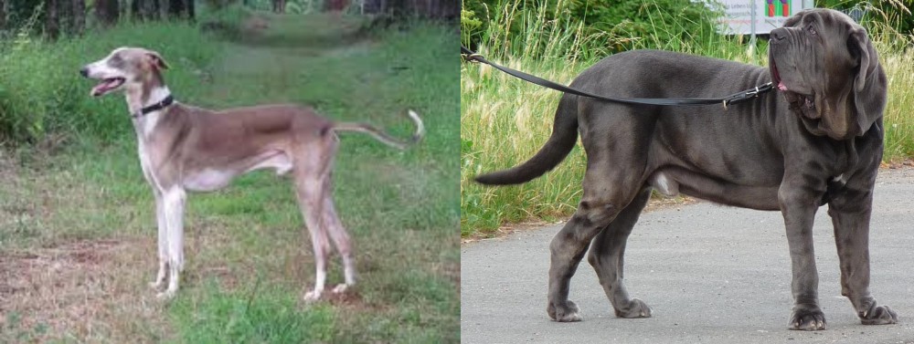 Neapolitan Mastiff vs Mudhol Hound - Breed Comparison
