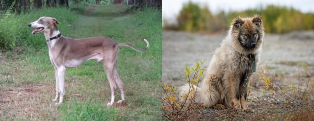 Nenets Herding Laika vs Mudhol Hound - Breed Comparison
