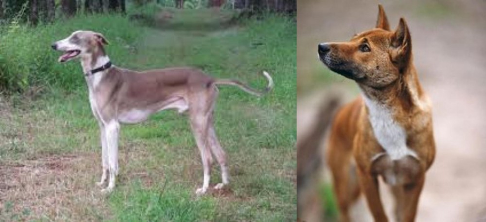 New Guinea Singing Dog vs Mudhol Hound - Breed Comparison