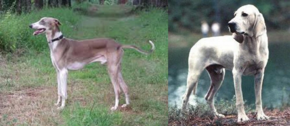 Porcelaine vs Mudhol Hound - Breed Comparison