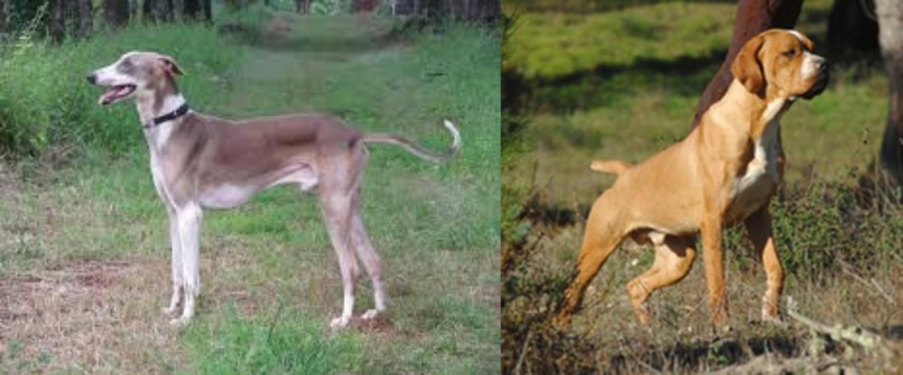 Portuguese Pointer vs Mudhol Hound - Breed Comparison