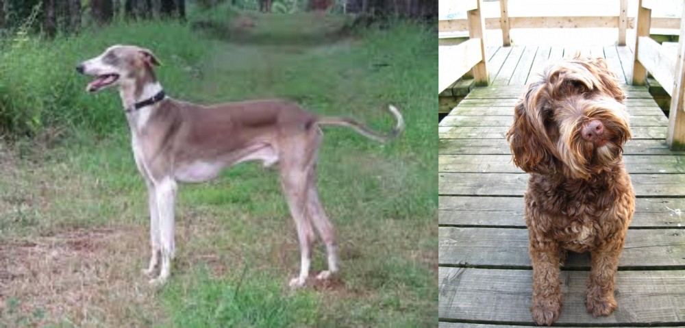 Portuguese Water Dog vs Mudhol Hound - Breed Comparison