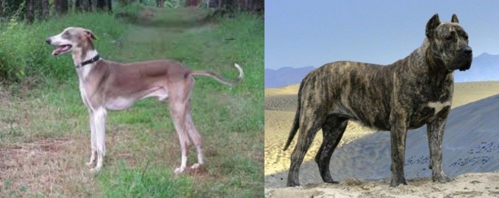 Presa Canario vs Mudhol Hound - Breed Comparison