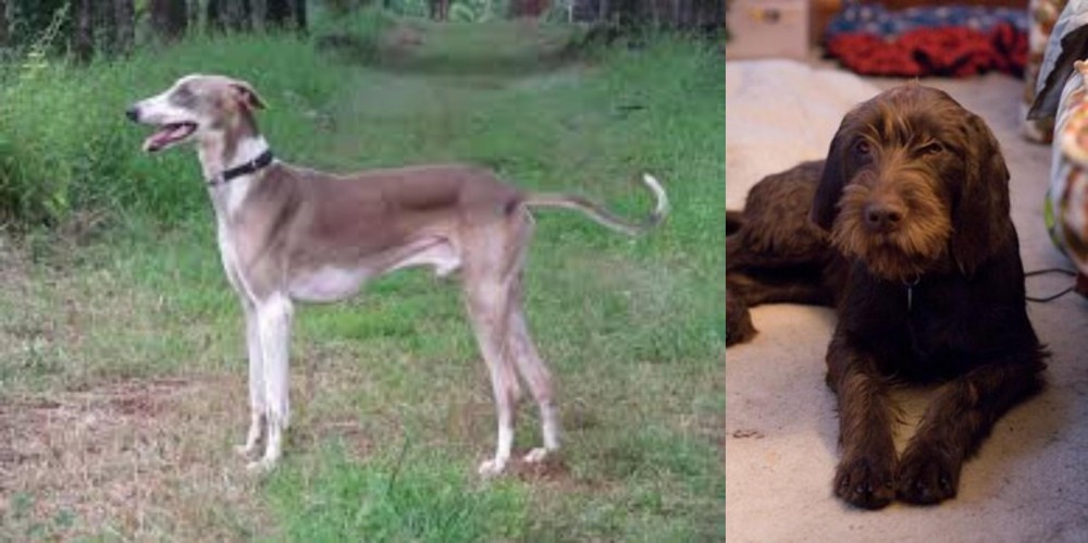 Pudelpointer vs Mudhol Hound - Breed Comparison