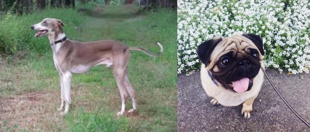 Pug vs Mudhol Hound - Breed Comparison