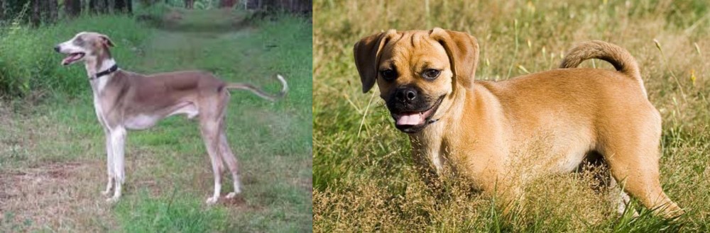 Puggle vs Mudhol Hound - Breed Comparison