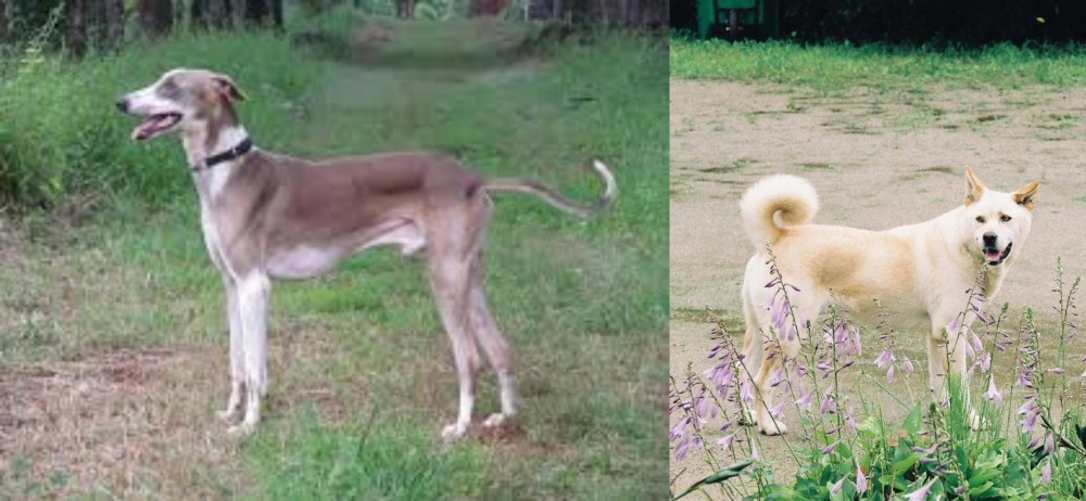 Pungsan Dog vs Mudhol Hound - Breed Comparison