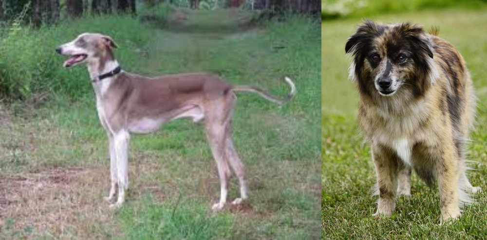 Pyrenean Shepherd vs Mudhol Hound - Breed Comparison