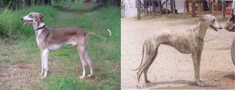 Rampur Greyhound vs Mudhol Hound - Breed Comparison