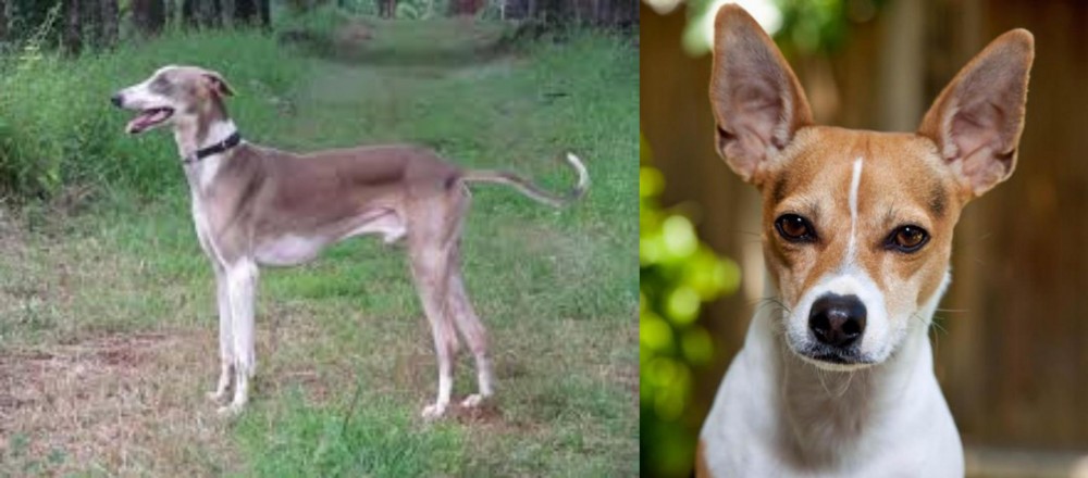 Rat Terrier vs Mudhol Hound - Breed Comparison