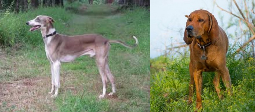 Redbone Coonhound vs Mudhol Hound - Breed Comparison