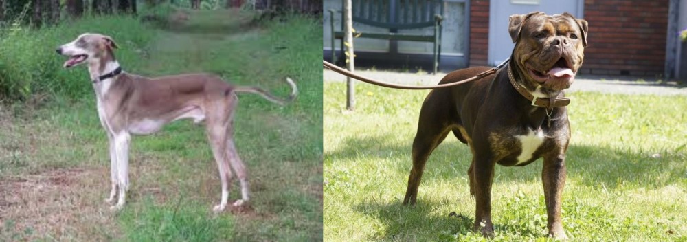 Renascence Bulldogge vs Mudhol Hound - Breed Comparison