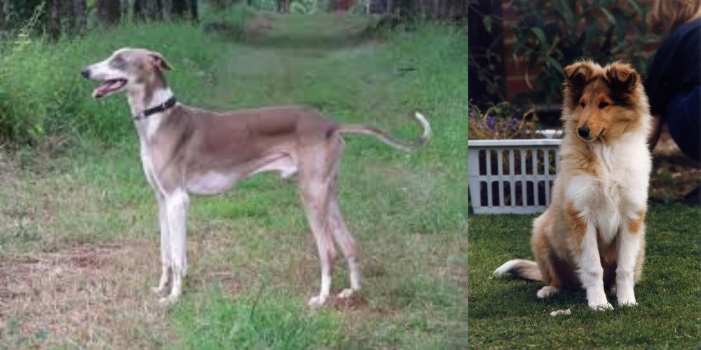 Rough Collie vs Mudhol Hound - Breed Comparison
