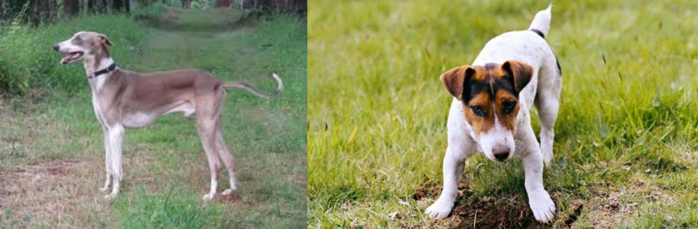 Russell Terrier vs Mudhol Hound - Breed Comparison