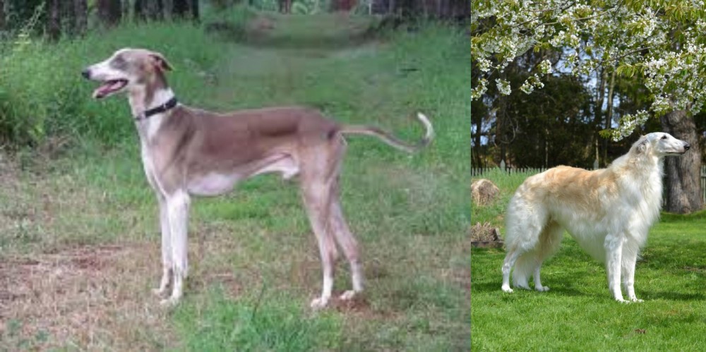 Russian Hound vs Mudhol Hound - Breed Comparison