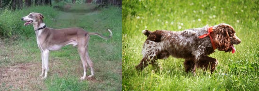 Russian Spaniel vs Mudhol Hound - Breed Comparison