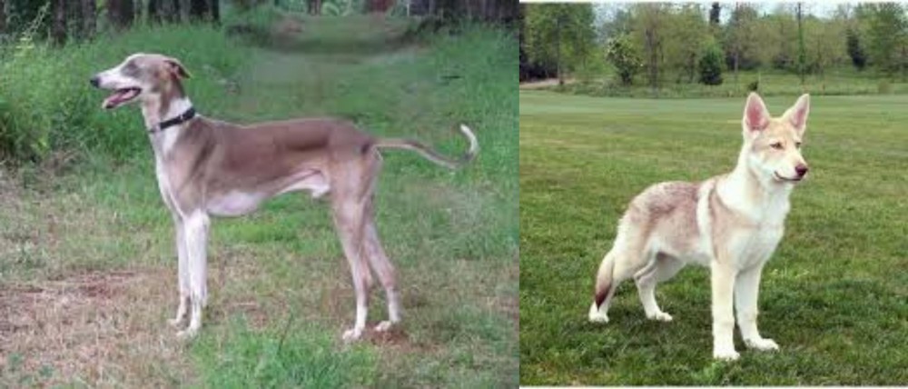 Saarlooswolfhond vs Mudhol Hound - Breed Comparison