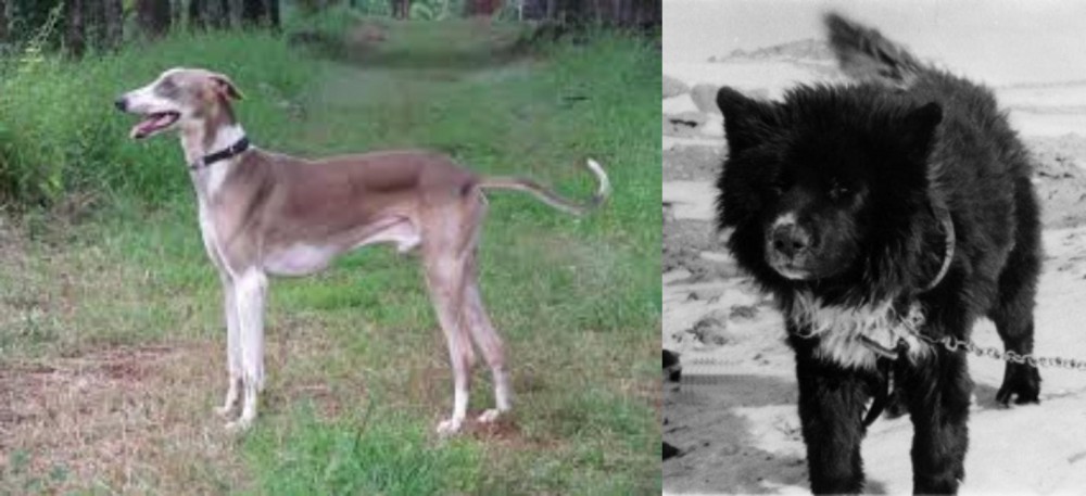 Sakhalin Husky vs Mudhol Hound - Breed Comparison