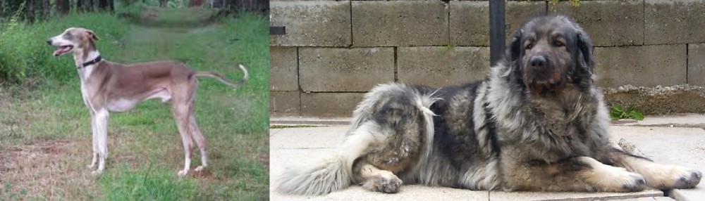 Sarplaninac vs Mudhol Hound - Breed Comparison