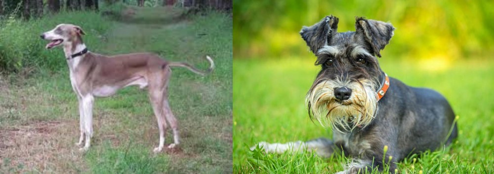 Schnauzer vs Mudhol Hound - Breed Comparison