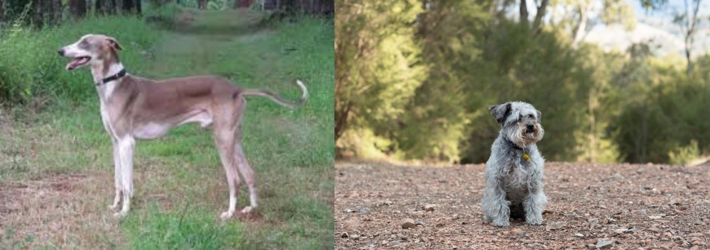 Schnoodle vs Mudhol Hound - Breed Comparison