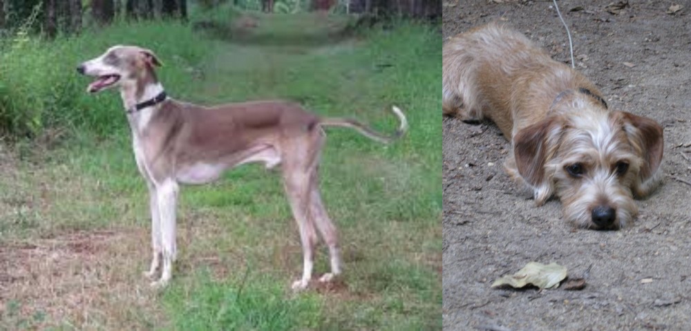Schweenie vs Mudhol Hound - Breed Comparison