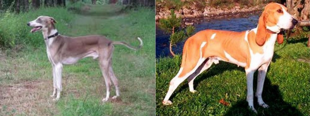 Schweizer Laufhund vs Mudhol Hound - Breed Comparison
