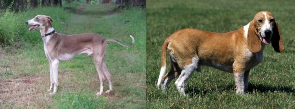 Schweizer Niederlaufhund vs Mudhol Hound - Breed Comparison