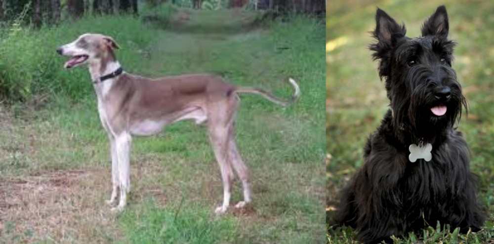 Scoland Terrier vs Mudhol Hound - Breed Comparison