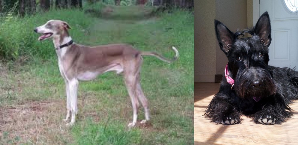 Scottish Terrier vs Mudhol Hound - Breed Comparison